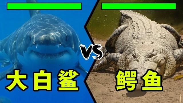 巨齿鲨vs巨大的鳄鱼