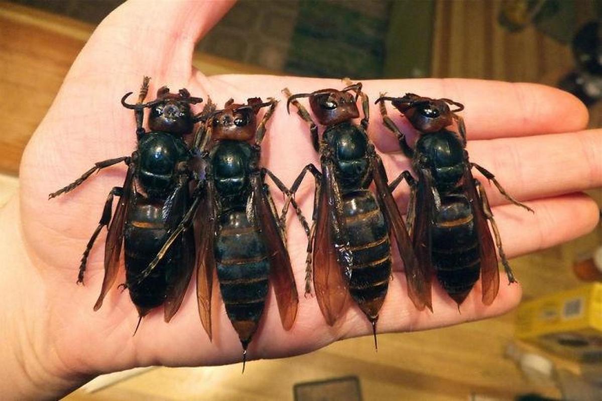 最大蜂子种类