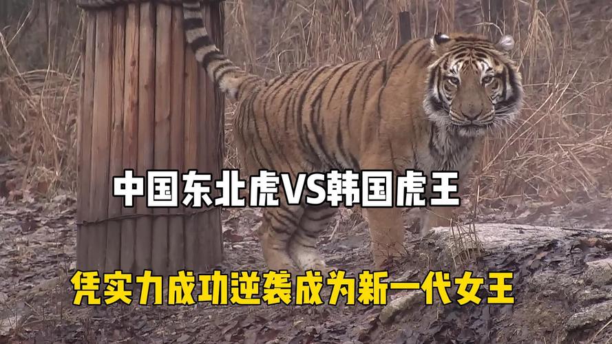 韩国的老虎vs中国老虎